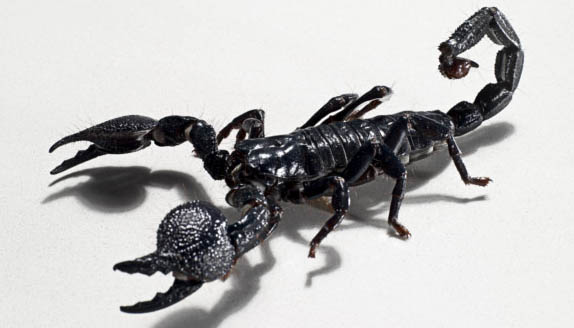 escorpion-con-sombra