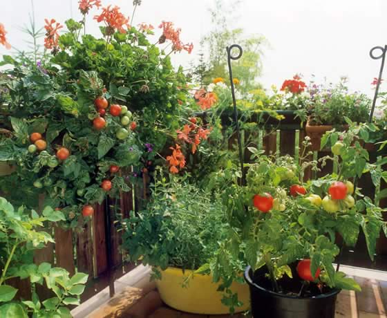 tomates en el balcon
